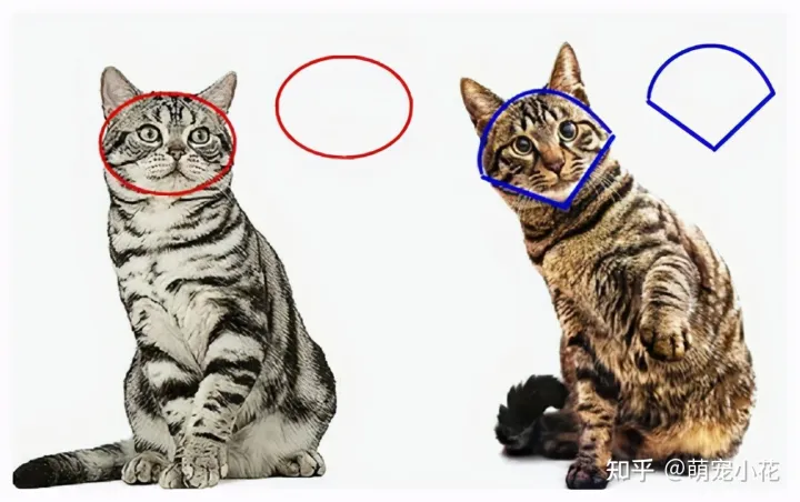狸花猫和美短区别,如何区分“狸花猫”和“美短猫”?学会看这几点,就不会被骗了