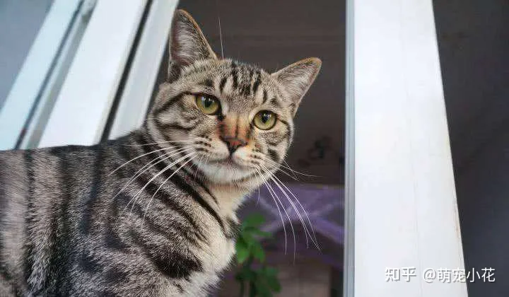 狸花猫和美短区别,如何区分“狸花猫”和“美短猫”?学会看这几点,就不会被骗了
