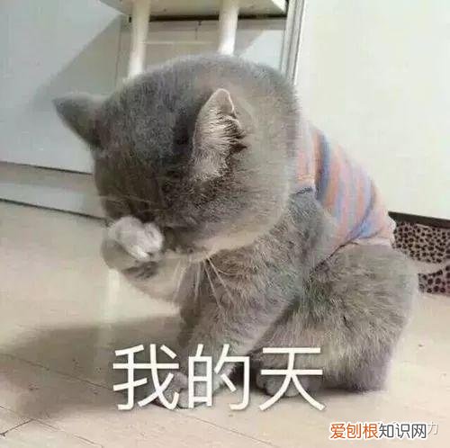 小奶猫怎么分辨公猫母猫,小奶猫性别傻傻分不清?只需4招,教你分辨小公猫和小母猫