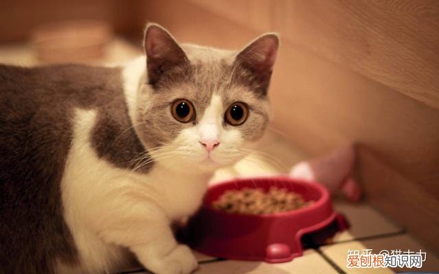 小奶猫怎么分辨公猫母猫,小奶猫性别傻傻分不清?只需4招,教你分辨小公猫和小母猫