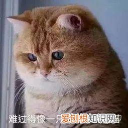 小奶猫怎么分辨公猫母猫,小奶猫性别傻傻分不清?只需4招,教你分辨小公猫和小母猫