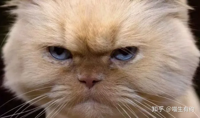 喜雅拉雅猫，买猫不求人：猫咪鉴别大全之喜马拉雅篇