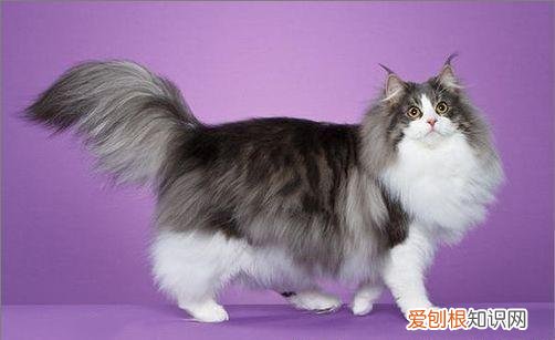 猫品种怎么分辨,干货!教你一眼分辨宠物猫的品种