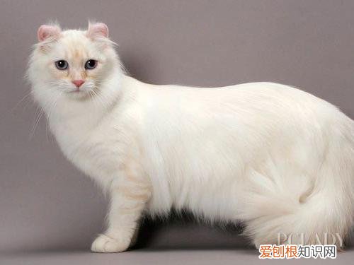 猫品种怎么分辨,干货!教你一眼分辨宠物猫的品种