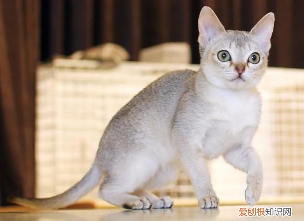 猫品种怎么分辨,干货!教你一眼分辨宠物猫的品种