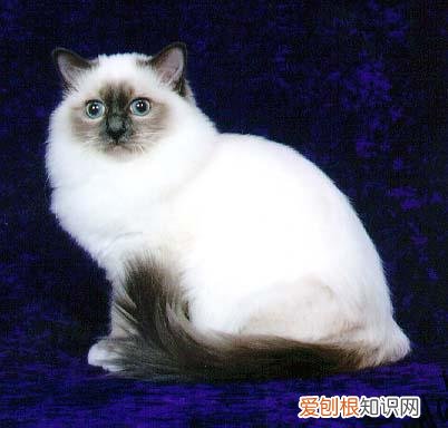 猫品种怎么分辨,干货!教你一眼分辨宠物猫的品种