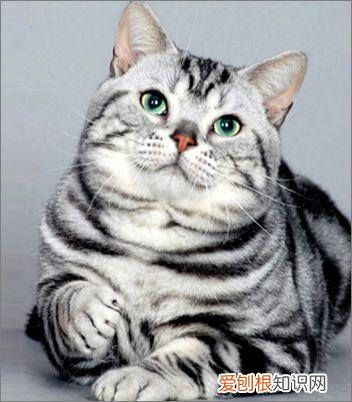 猫品种怎么分辨,干货!教你一眼分辨宠物猫的品种