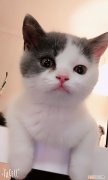 猫品种怎么分辨，干货！教你一眼分辨宠物猫的品种