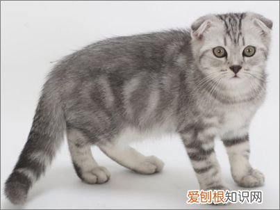 猫品种怎么分辨,干货!教你一眼分辨宠物猫的品种