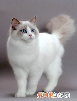 猫品种怎么分辨,干货!教你一眼分辨宠物猫的品种