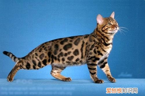 猫品种怎么分辨,干货!教你一眼分辨宠物猫的品种