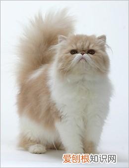猫品种怎么分辨,干货!教你一眼分辨宠物猫的品种