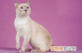猫品种怎么分辨,干货!教你一眼分辨宠物猫的品种