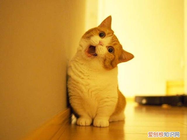 猫品种怎么分辨,干货!教你一眼分辨宠物猫的品种