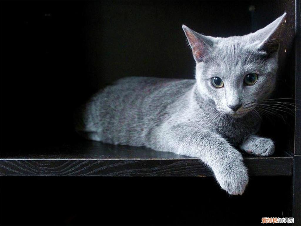 猫品种怎么分辨,干货!教你一眼分辨宠物猫的品种