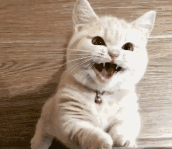 宠物猫怎么挑，这几招“挑猫秘诀”，若是学会了，能让你挑到好猫