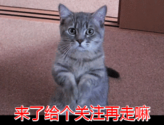 宠物猫怎么挑，这几招“挑猫秘诀”，若是学会了，能让你挑到好猫