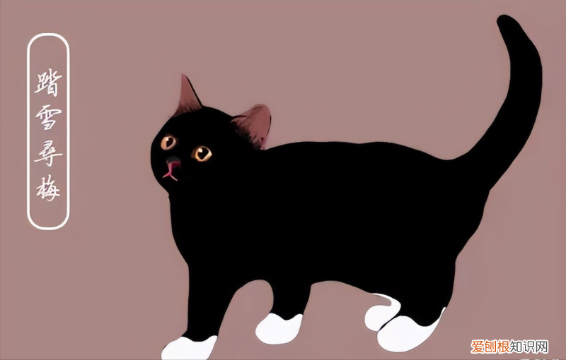 宠物猫怎么挑，这几招“挑猫秘诀”，若是学会了，能让你挑到好猫