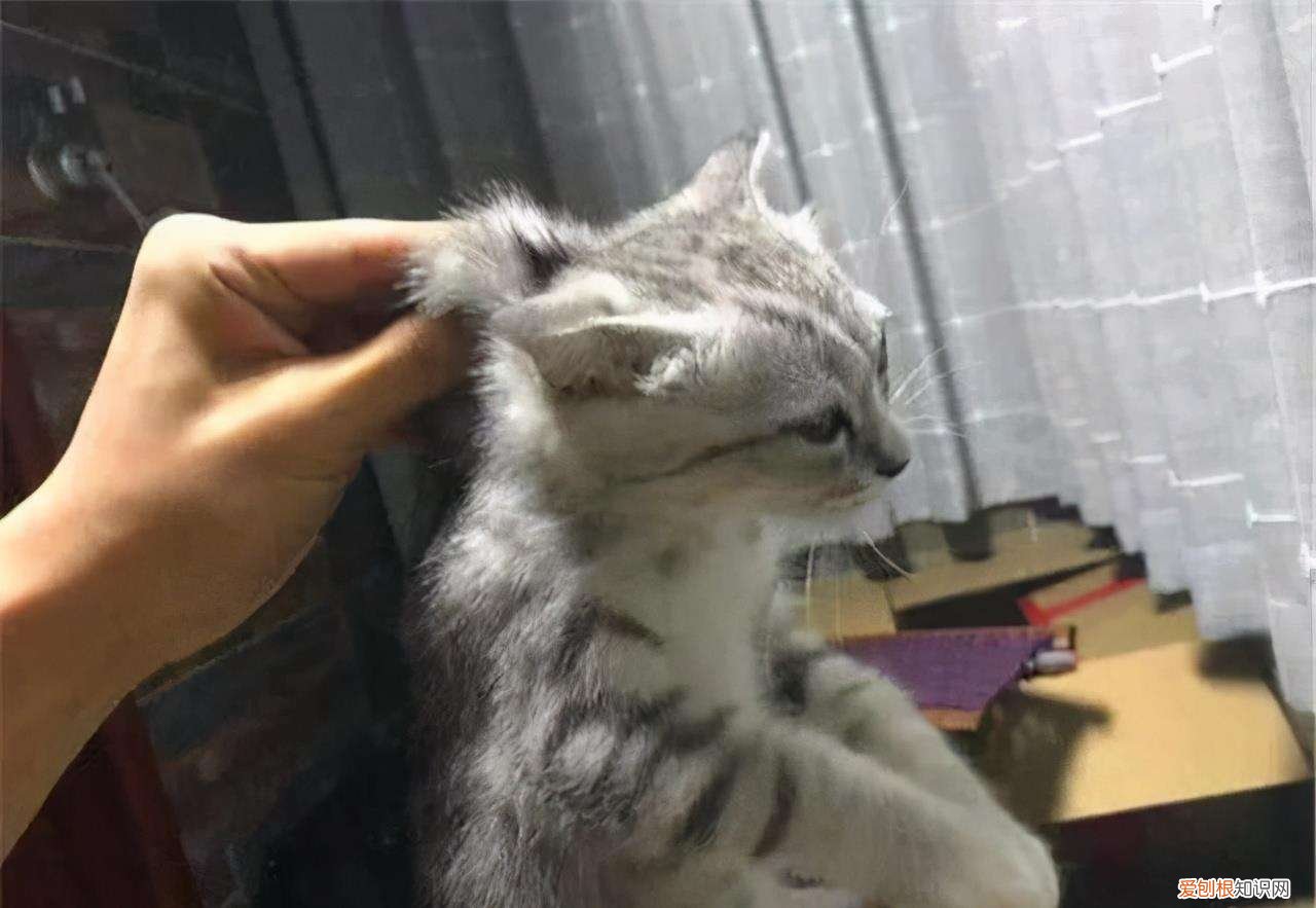 宠物猫怎么挑，这几招“挑猫秘诀”，若是学会了，能让你挑到好猫