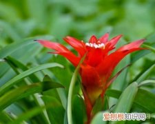 寓意招财的花卉，这个花吉利有好彩头，这样养护，花开鲜艳，好运来