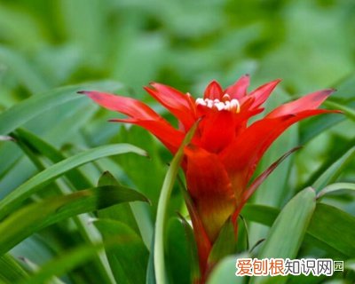 寓意招财的花卉,这个花吉利有好彩头,这样养护,花开鲜艳,好运来