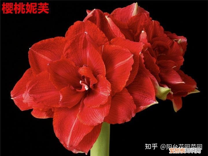 什么花旺盛，10种“旺运花”开花红艳艳，现在养一盆，春节刚好开，红火显富贵