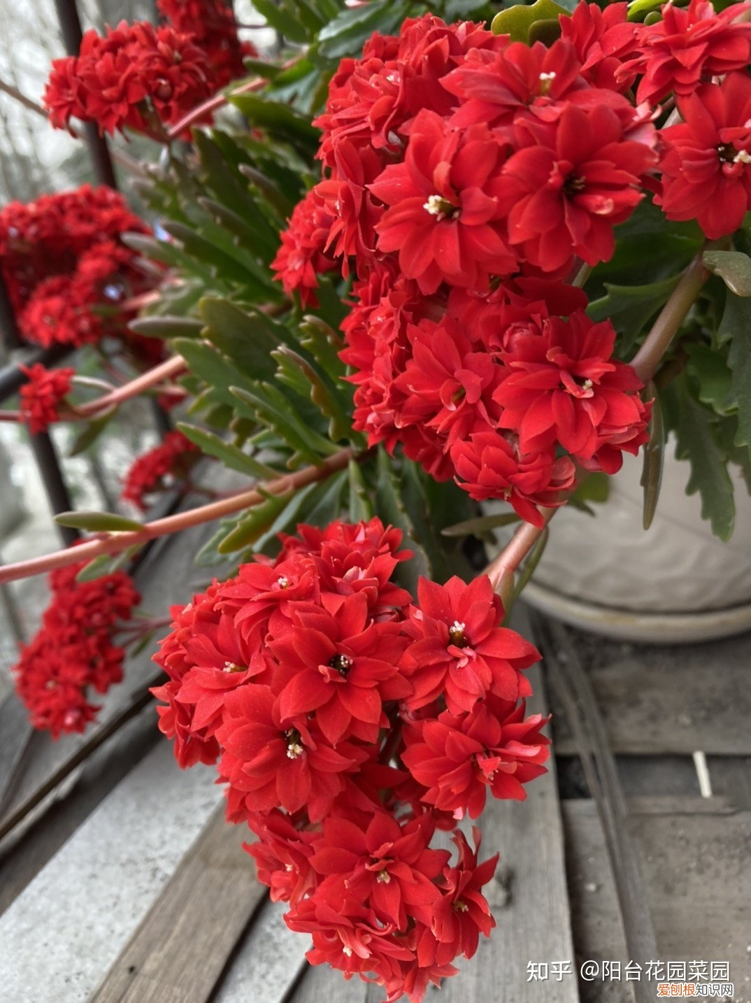 什么花旺盛，10种“旺运花”开花红艳艳，现在养一盆，春节刚好开，红火显富贵