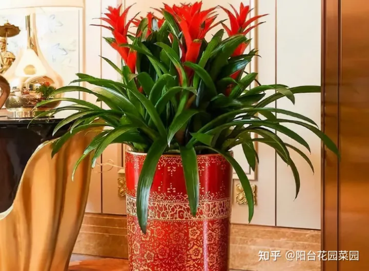 什么花旺盛，10种“旺运花”开花红艳艳，现在养一盆，春节刚好开，红火显富贵