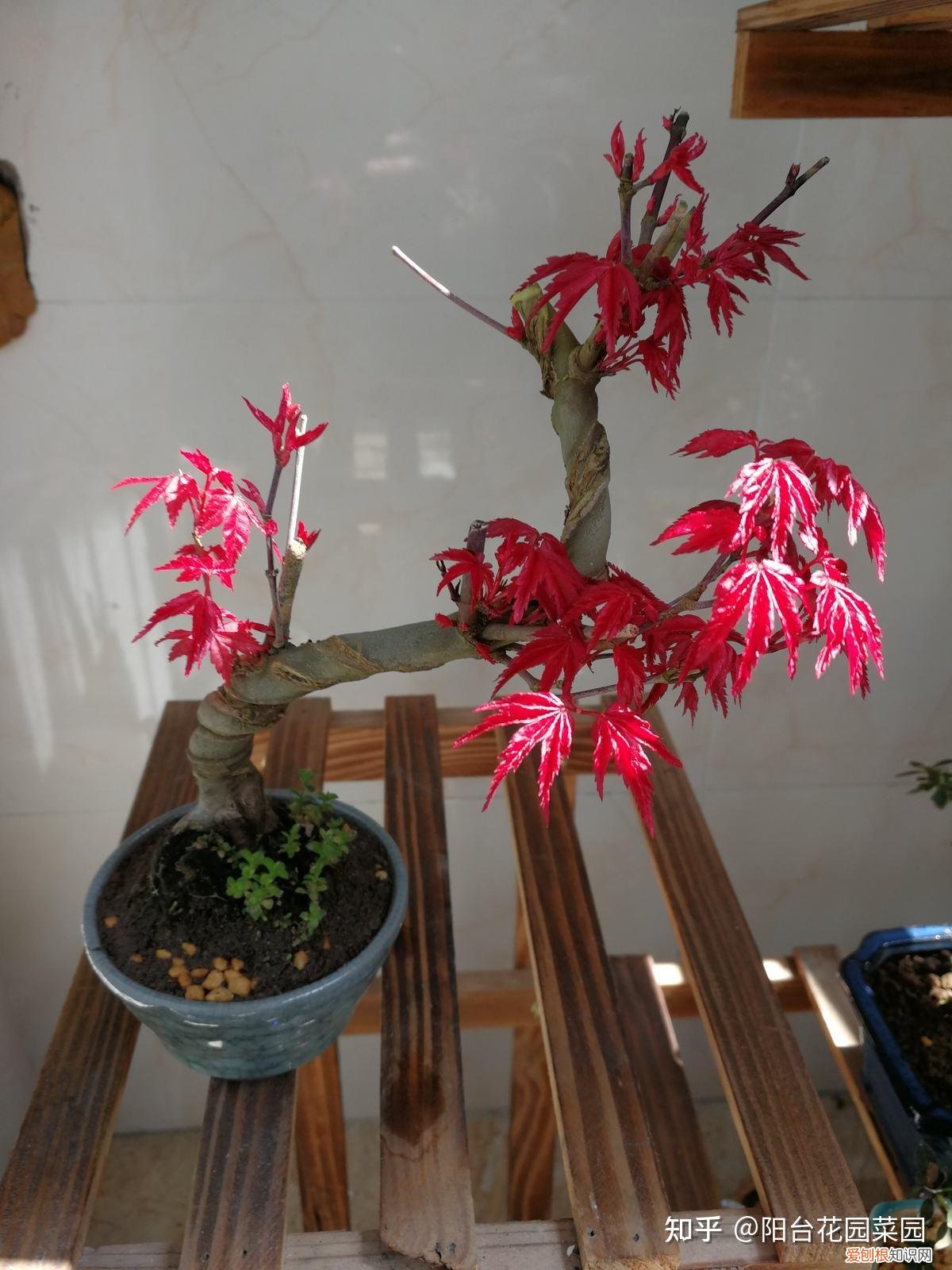 什么花旺盛，10种“旺运花”开花红艳艳，现在养一盆，春节刚好开，红火显富贵