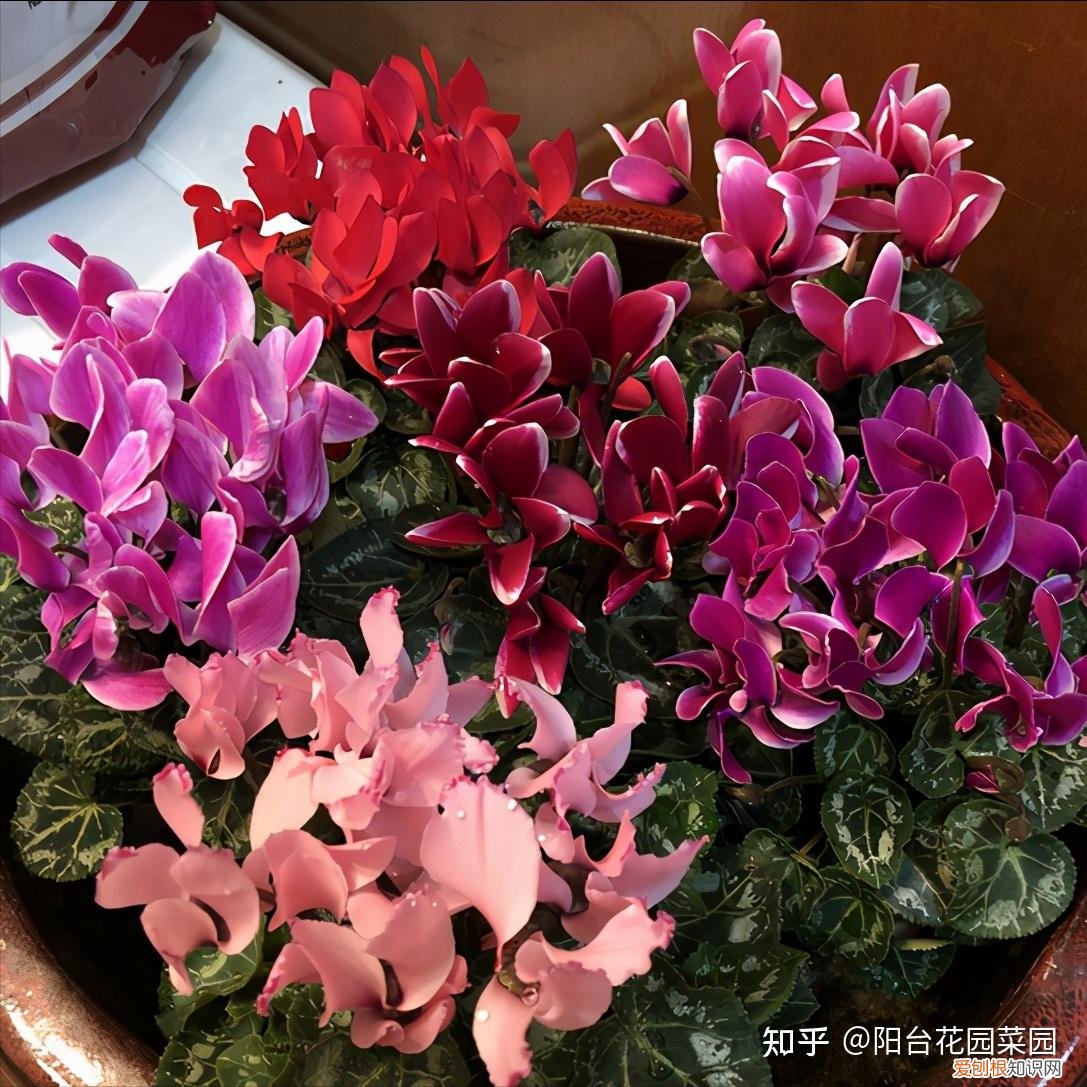 什么花旺盛，10种“旺运花”开花红艳艳，现在养一盆，春节刚好开，红火显富贵