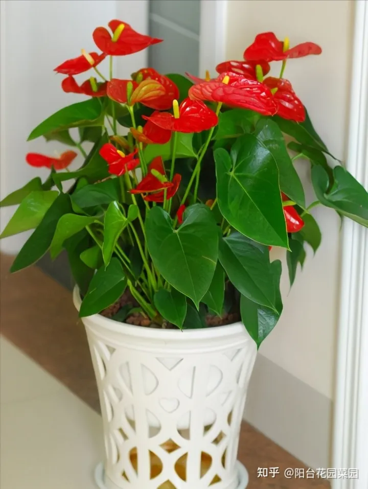 什么花旺盛，10种“旺运花”开花红艳艳，现在养一盆，春节刚好开，红火显富贵