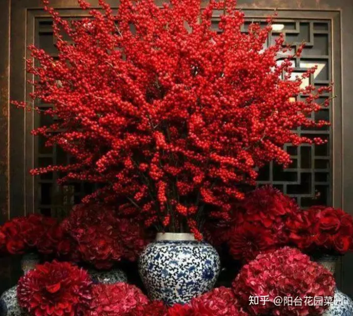 什么花旺盛，10种“旺运花”开花红艳艳，现在养一盆，春节刚好开，红火显富贵
