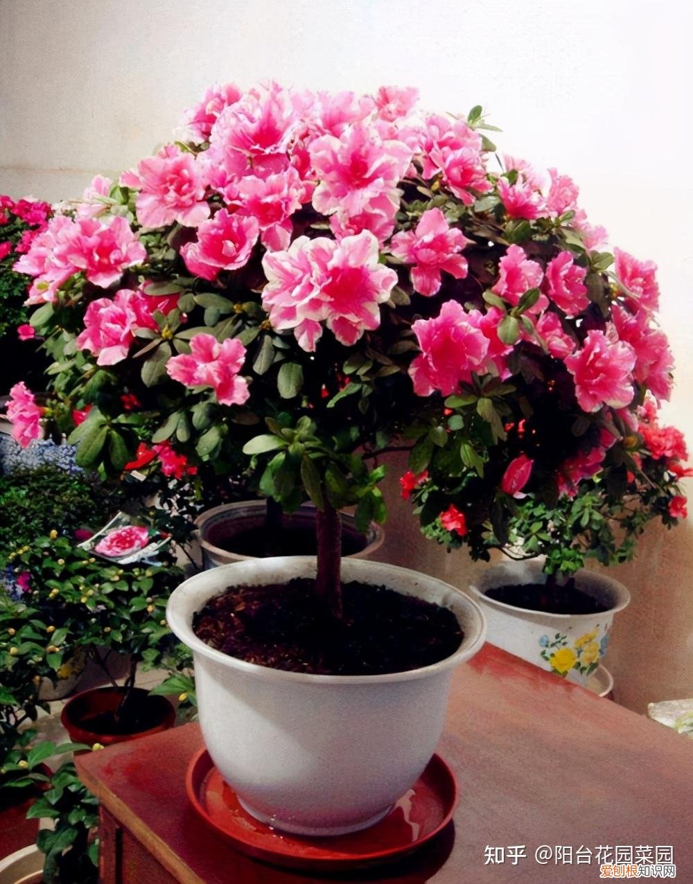 什么花旺盛，10种“旺运花”开花红艳艳，现在养一盆，春节刚好开，红火显富贵