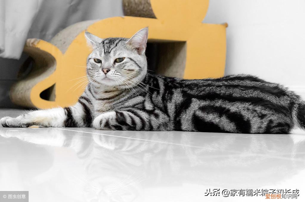 一 宠物店如何挑猫狗，如何挑选一只宠物猫，铲屎官亲身经历，帮你避开那些坑！
