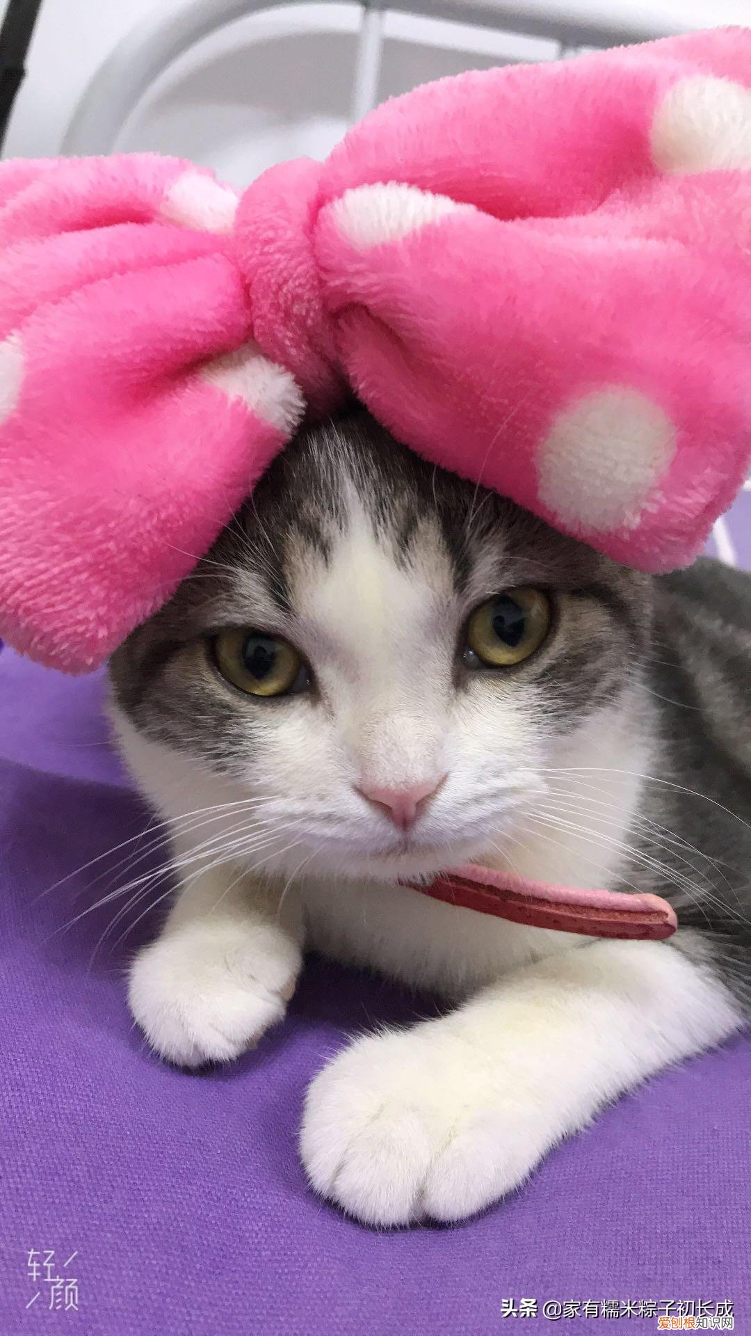 一 宠物店如何挑猫狗，如何挑选一只宠物猫，铲屎官亲身经历，帮你避开那些坑！