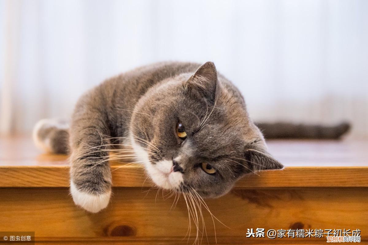 一 宠物店如何挑猫狗，如何挑选一只宠物猫，铲屎官亲身经历，帮你避开那些坑！
