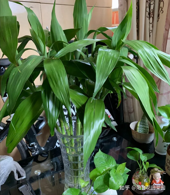 卧室养什么花转运最好，6种“转运花”，最合适养客厅，漂亮大气，富贵又吉利