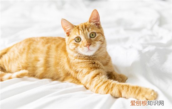 猫死了眼睛是睁开的什么原因,猫死了是睁着眼吗