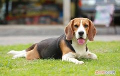 怎么训练比格犬，比格犬的训练，比格犬训练方法和技巧