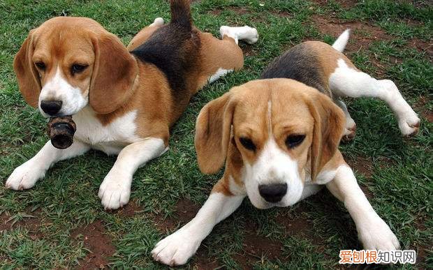 米格鲁猎兔犬有黑色吗,米格鲁猎兔犬有没有黑色的,米格鲁猎兔犬体味重吗