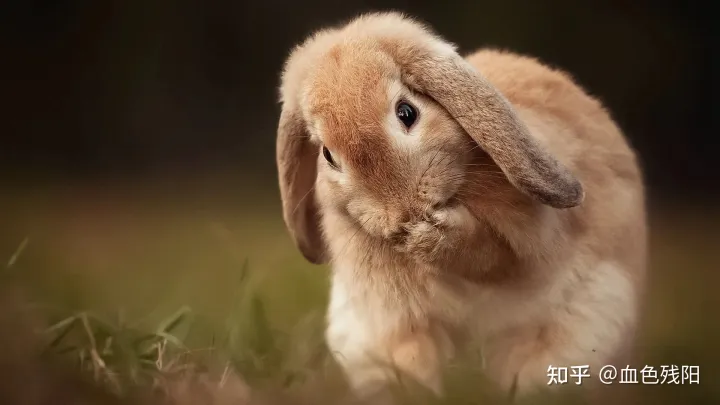 怎样看兔子是公的还是母的?,能帮我看看兔兔是公的还是母的吗?