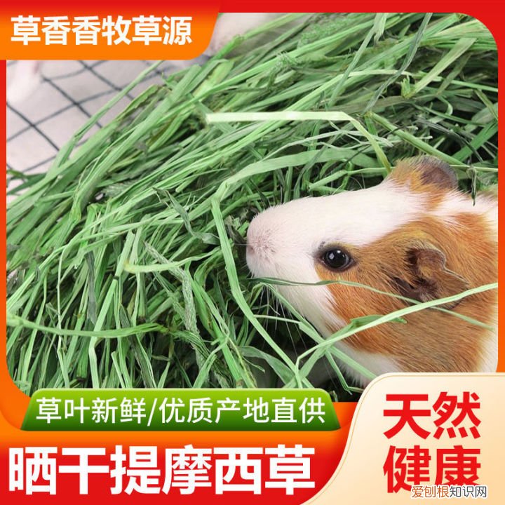 怎样看兔子是公的还是母的?,能帮我看看兔兔是公的还是母的吗?