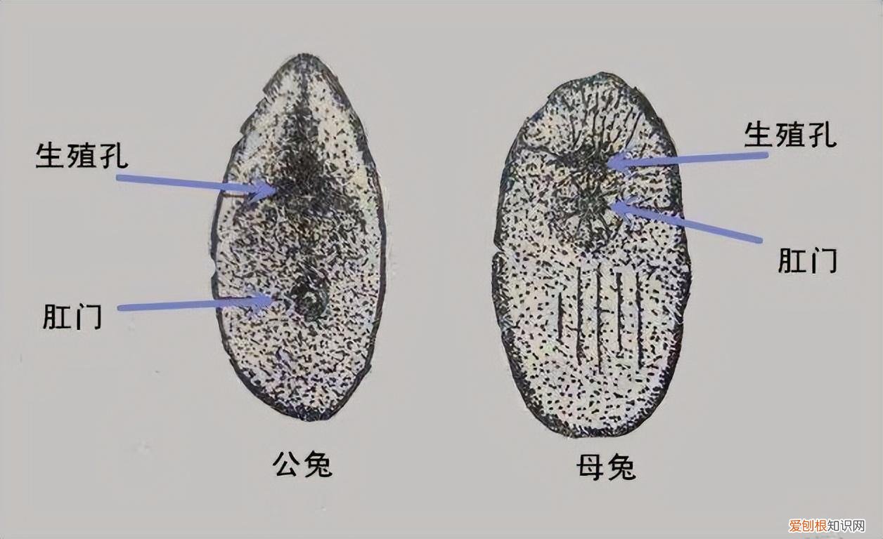 怎样知道母兔怀孕了呢,兔子如何分辨公母?
