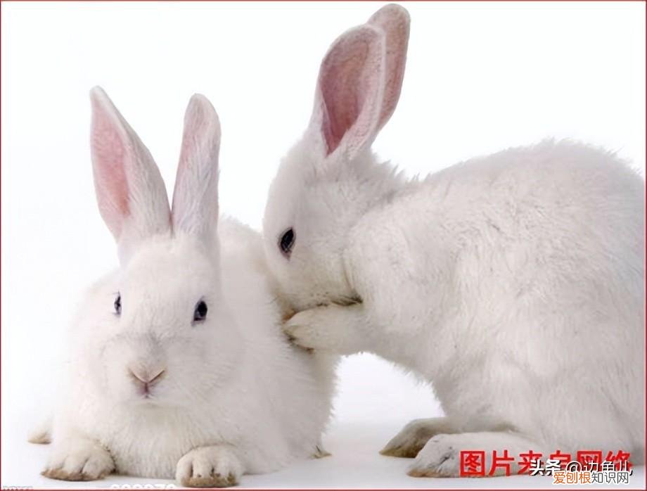 附图 雄兔脚扑朔雌兔眼迷离迷离的意思,试为“雄兔脚扑朔,雌兔眼迷离”正名