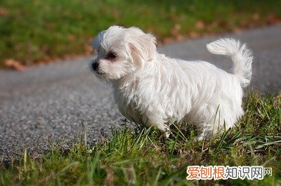 一 关于狗狗的知识大全,宠物狗的基本常识之36问,进来学习!