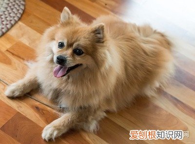 一 关于狗狗的知识大全,宠物狗的基本常识之36问,进来学习!