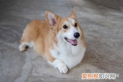 一 关于狗狗的知识大全,宠物狗的基本常识之36问,进来学习!