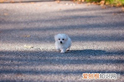 一 关于狗狗的知识大全,宠物狗的基本常识之36问,进来学习!
