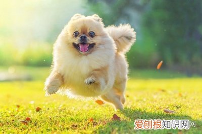 一 关于狗狗的知识大全,宠物狗的基本常识之36问,进来学习!