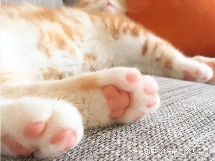 关于猫的一些常识英文版，20条关于猫咪的“冷知识”，养猫的你，知道多少呢
